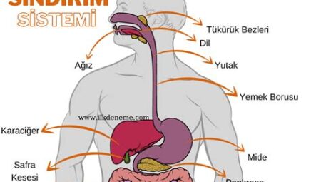 Diyet ve Sindirim Sistemi İlişkisi